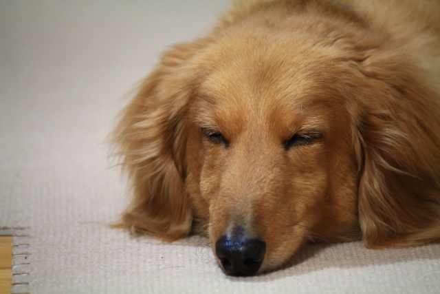 犬の写真