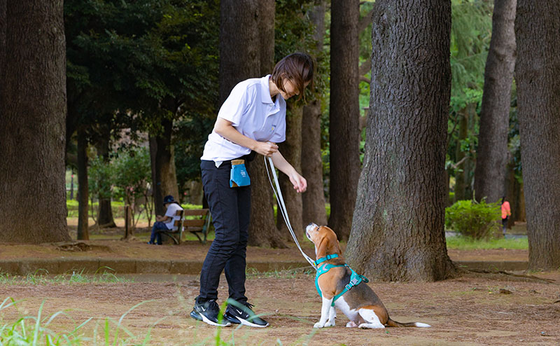 犬の写真