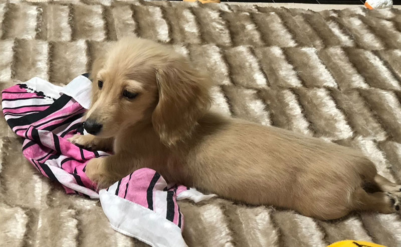 犬の写真