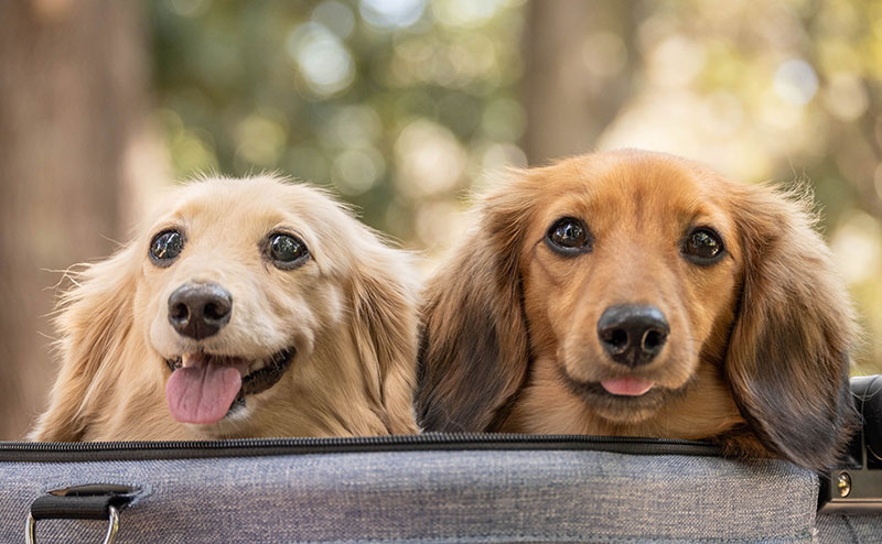 犬の写真