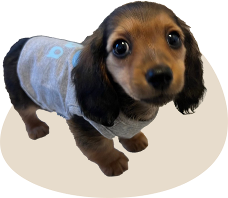 子犬の写真