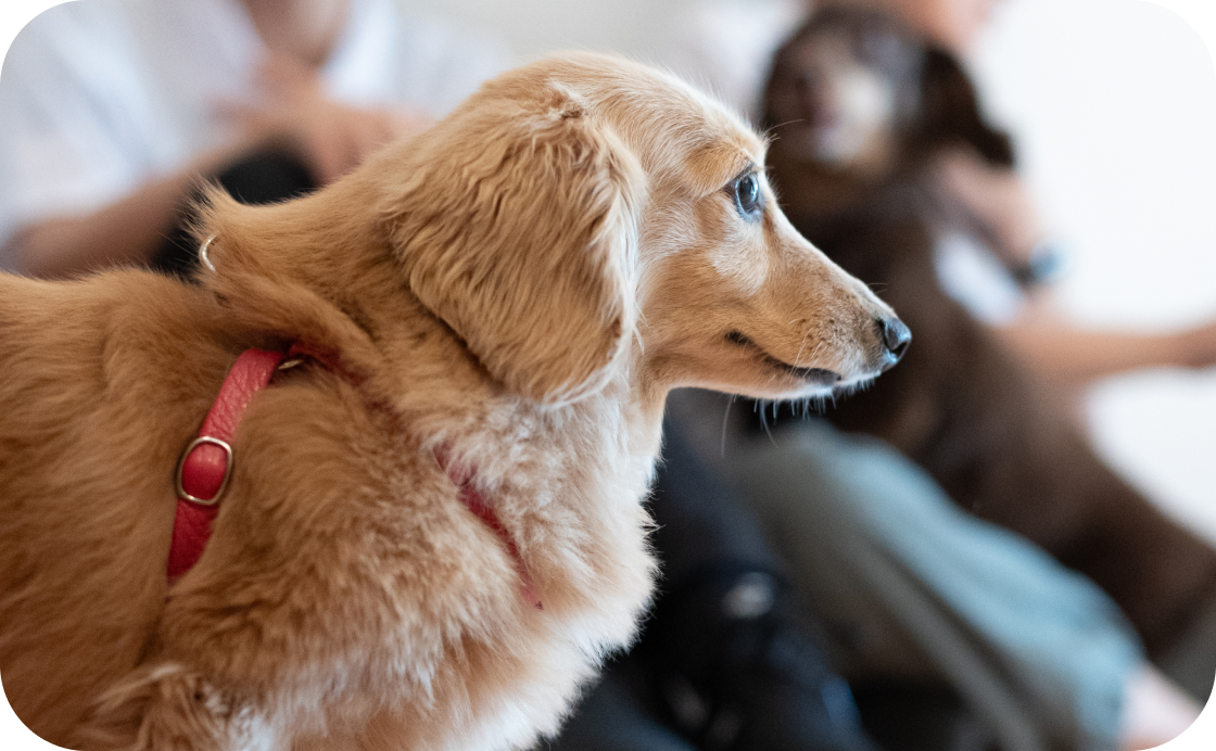 凛々しい犬